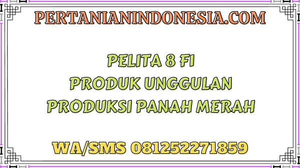 Pelita 8 F1 Produk Unggulan Produksi Panah Merah